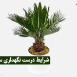 بهترین شرایط برای نگهداری گیاه سیکاس (Sago palm) + بررسی مشکلات