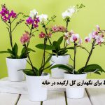 فوت و فن نگهداری گل ارکیده (Orchids) در خانه + راز شادابی و تکثیر