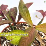 فوت کوزه گری نگهداری گیاه فردوس (Synadenium) + مشکلات و سوالات