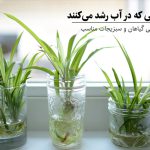 گیاهانی که در آب رشد می‌کنند، ۲۰ گیاهان مناسب آب+۱۱ سبزی