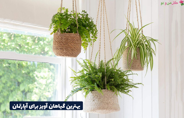 انواع گیاهان آپارتمانی آویز